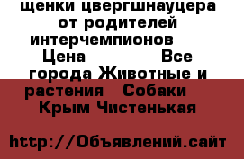 щенки цвергшнауцера от родителей интерчемпионов,   › Цена ­ 35 000 - Все города Животные и растения » Собаки   . Крым,Чистенькая